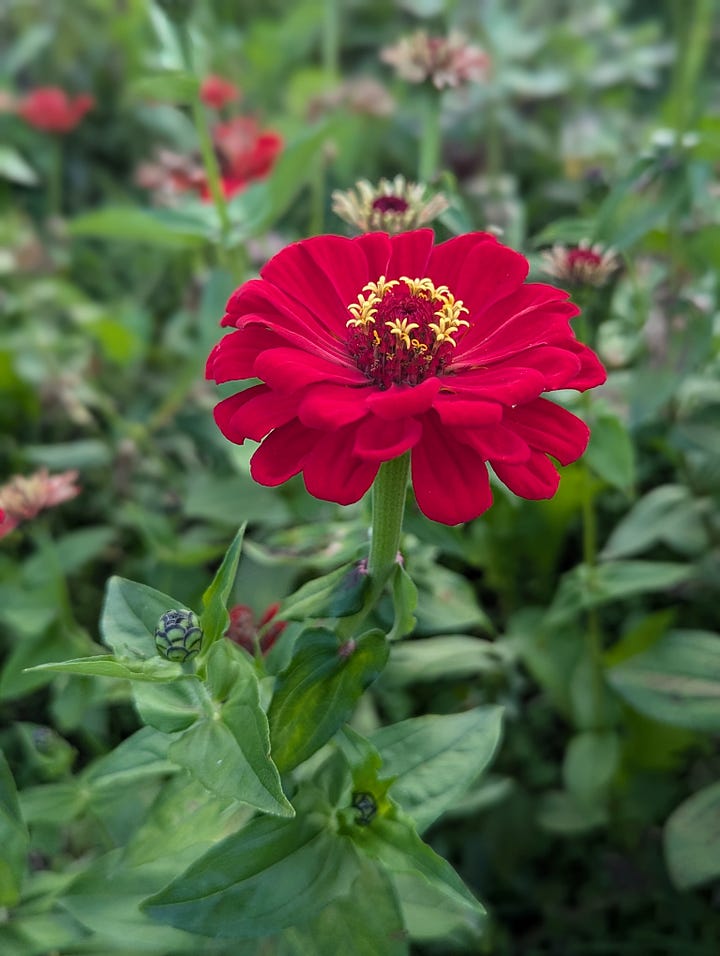 Day trip to Daejeon for a concert and fully entering into my "flower picture photographing" era