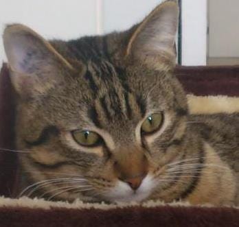 Fabrice’s Substack