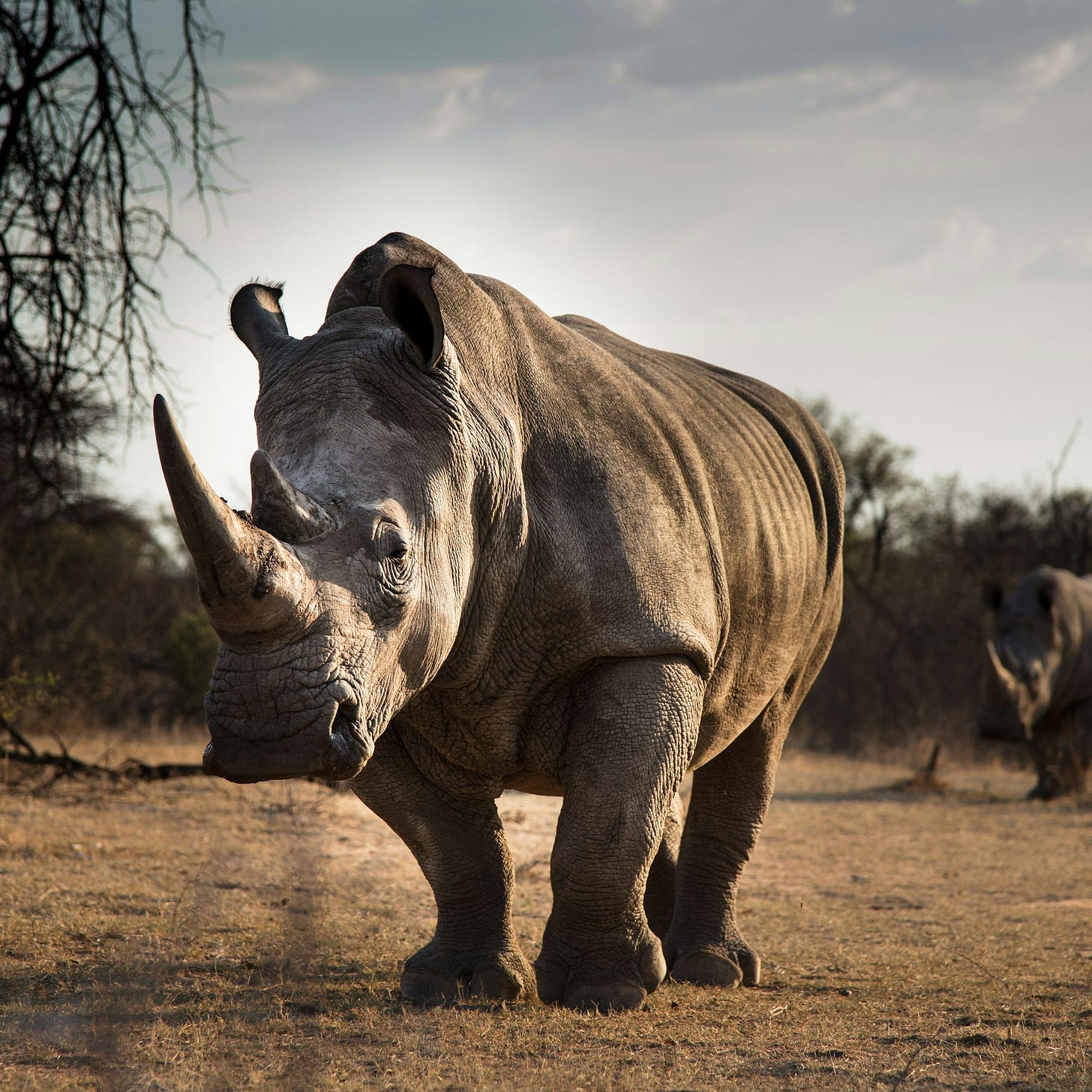 White Rhinos in the South African veld White Rhinos in the South African veld