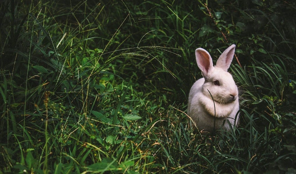 a white bunny rabbit on green grass