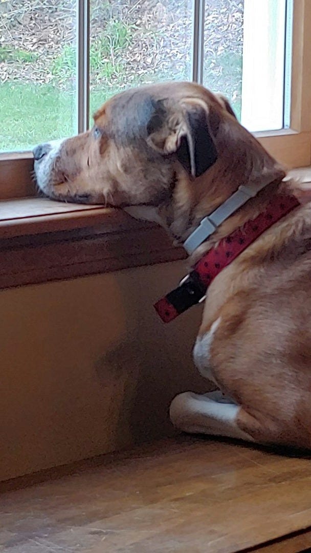 brown short coated dog sitting on brown wooden floor