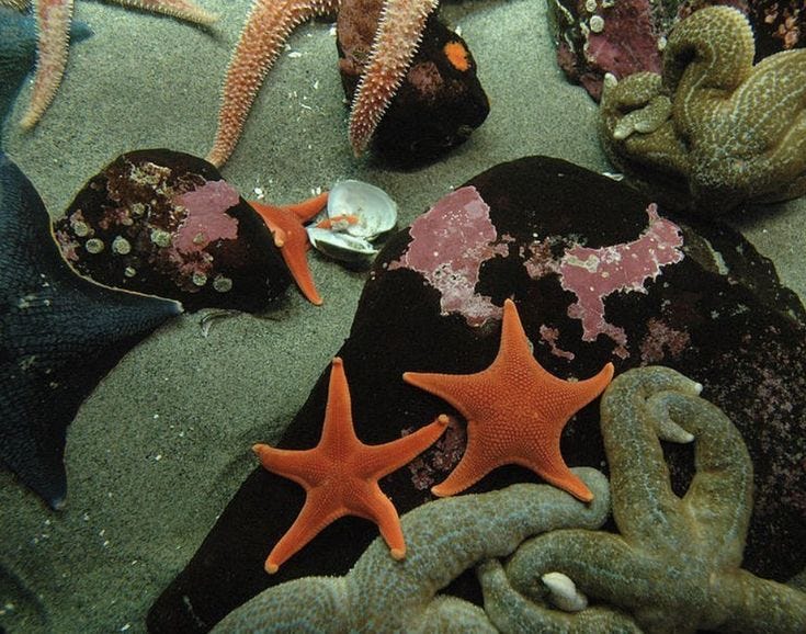 This may contain: starfish and other marine life on the beach
