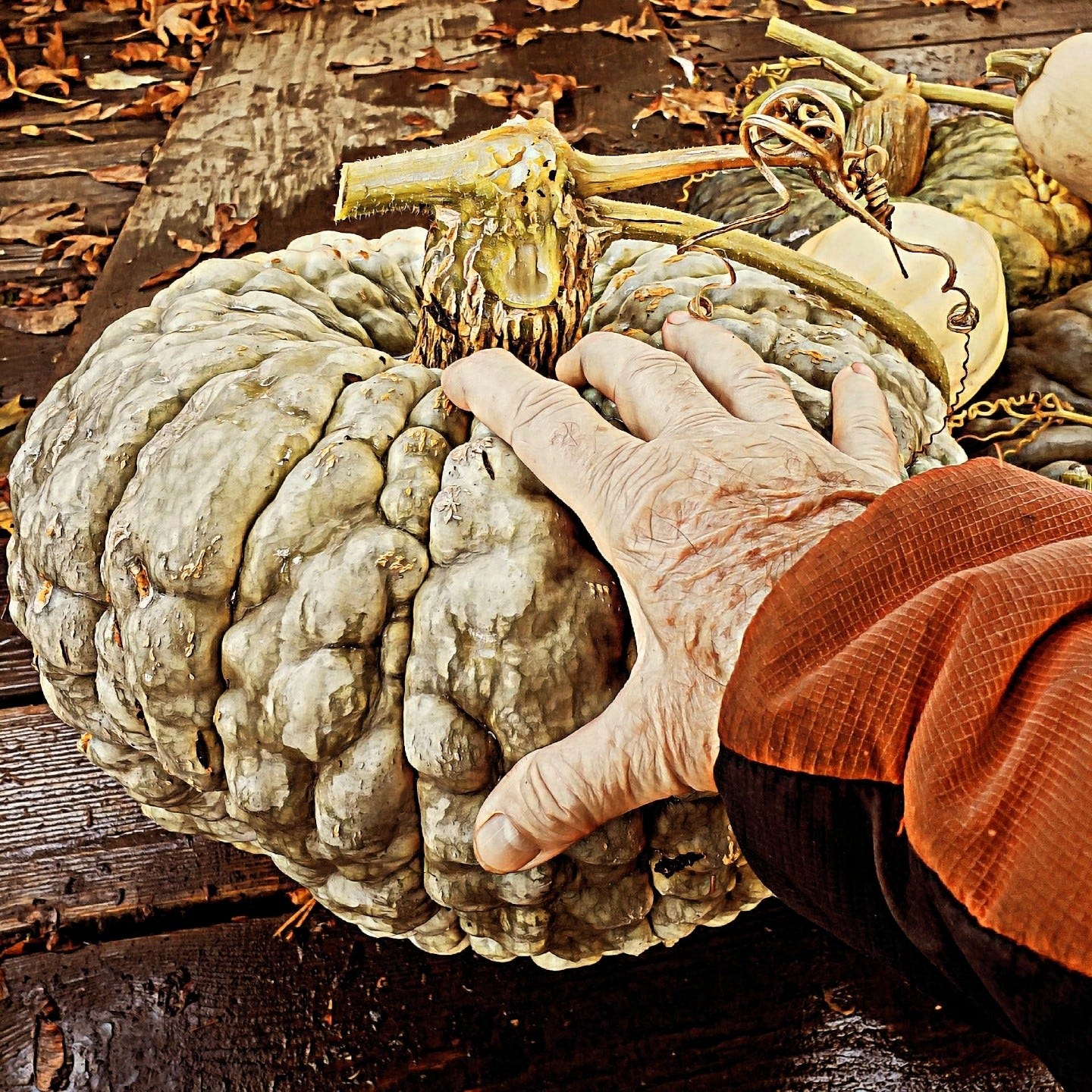 A wonderful Winter Squash grown in the heart of Eugene Oregon.