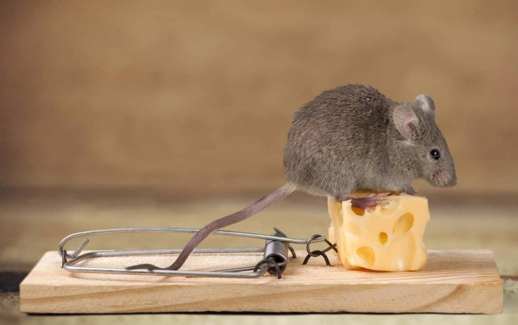 Common Mousetrap Mistakes to Avoid - ABC Termite & Pest Control