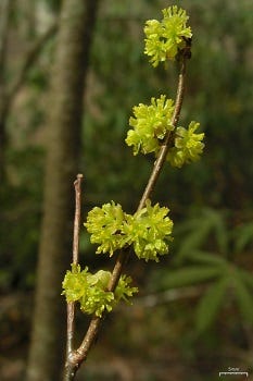 Show 246: Doghobble and Spicebush