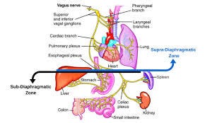 1 - The Vagus Nerve and its Functions ... 1 - The Vagus Nerve and its Functions ...