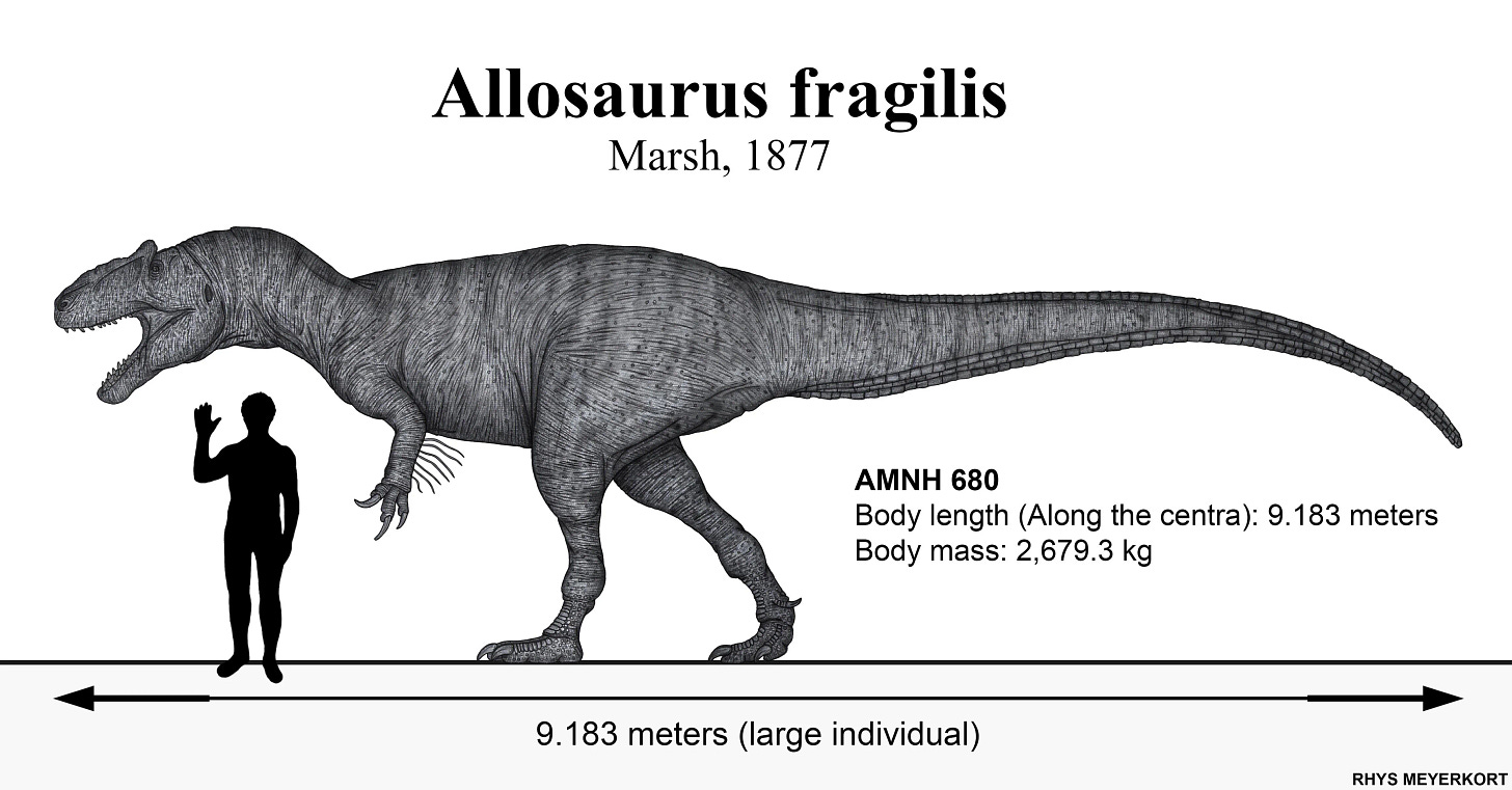 A black-and-white figure of an allosaurus dinosaur's profile, showing its full length at 9.183 meters. Below it's neck is a black image of an average human with their right hand raised as if in greeting. The dinosaur's full name, Allosaurus fragilis, is listed, as well as what appears to be the fossil discoverer and the date of discovery: Marsh, 1877. A black-and-white figure of an allosaurus dinosaur's profile, showing its full length at 9.183 meters. Below it's neck is a black image of an average human with their right hand raised as if in greeting. The dinosaur's full name, Allosaurus fragilis, is listed, as well as what appears to be the fossil discoverer and the date of discovery: Marsh, 1877.