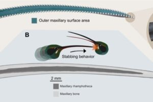 infographic on hummingbird bill shape