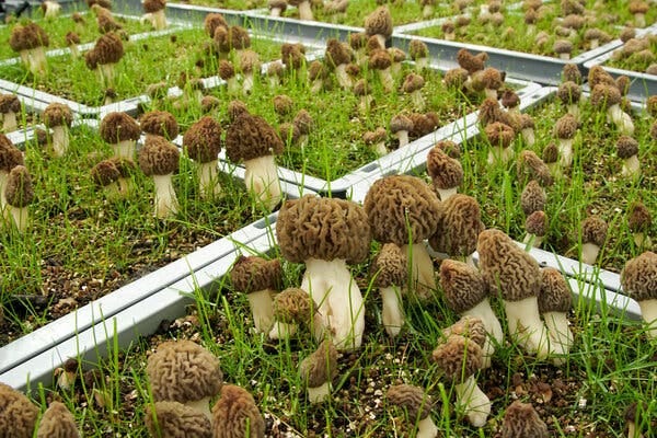 Morels growing indoors in a climate-controlled environment in Denmark, the fruit of decades of research by Jacob and Karsten Kirk.