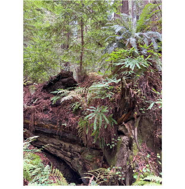 A group of plants and trees

AI-generated content may be incorrect.