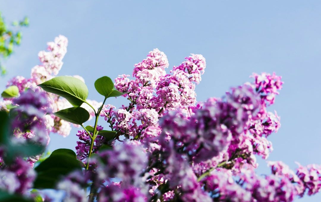 purple flowers with green leaves under blue sky