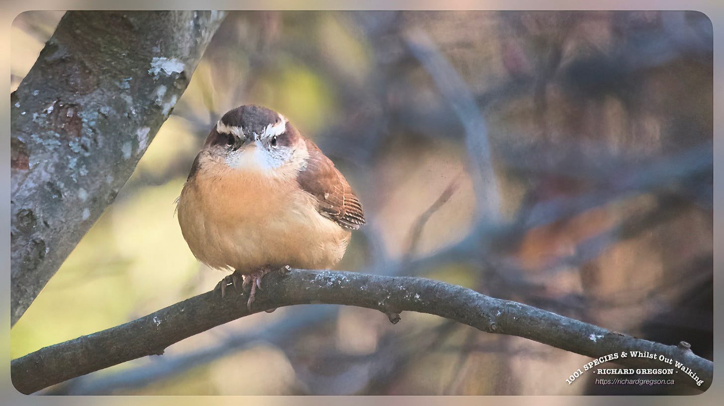 Carolina Wren