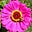 Elizabeth P's avatar