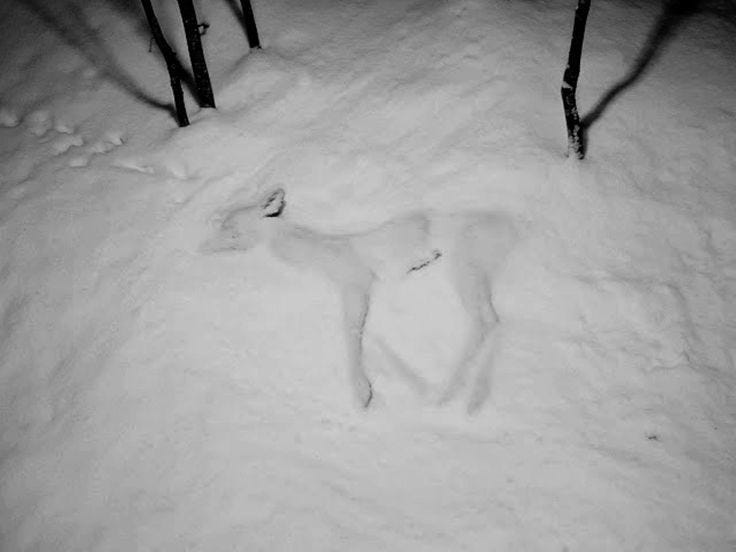 This may contain: a person is laying down in the snow