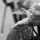 Practice: Using RAIN meditation to work with deep grief