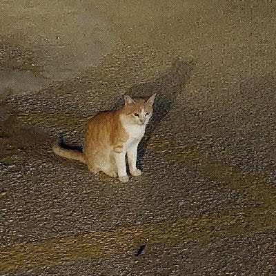 Artwork for Junzt’s Newsletter