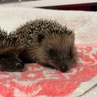 Due nuove polpette spinose: Olaf e Ozzy 🦔🦔