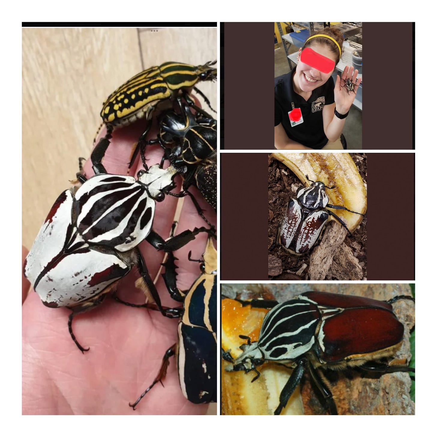 How Much is that African Goliath Beetle in the Window?