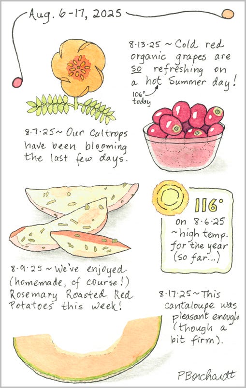 Illustrated Journal, Aug. 6-17, 2025: Caltrops Flower; Rosemary Roasted Red PotatoSlices; Red Organic Grapes; Cantaloupe Slice; 116 Degree F. High Temp So Far in 2025