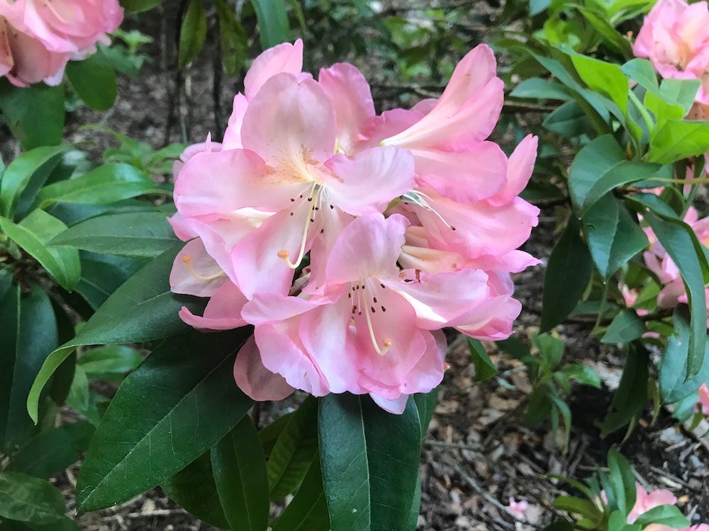 a pink cluster of rhododendron flowers