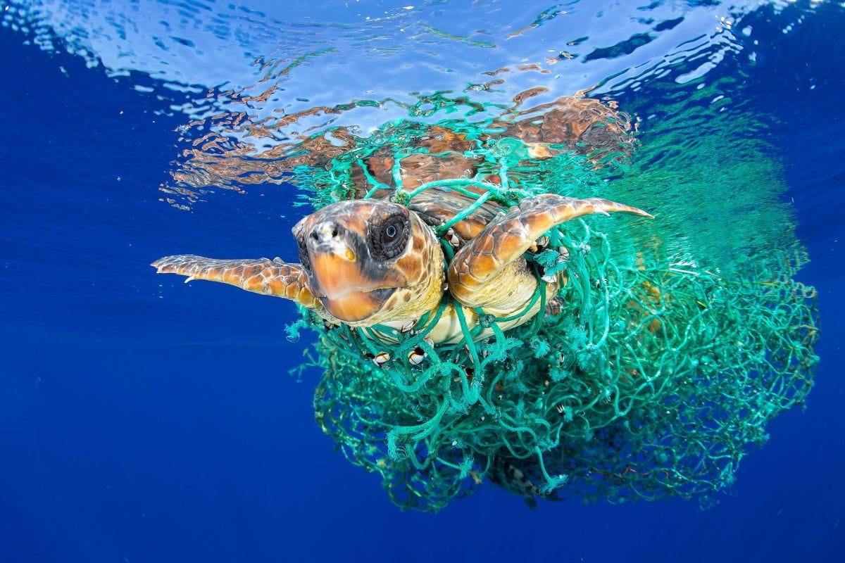 sea turtle ocean plastic pollution
