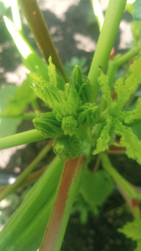  A close up of a green okra plant with flower buds. A close up of a white flower on an okra plant. A close up of an okra fruit on the plant. 