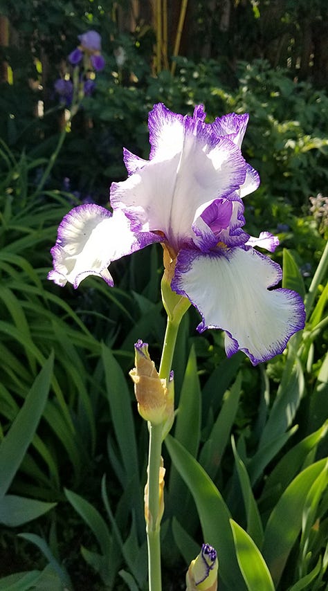 Gallery of images of roses, irises, and other pink blooms