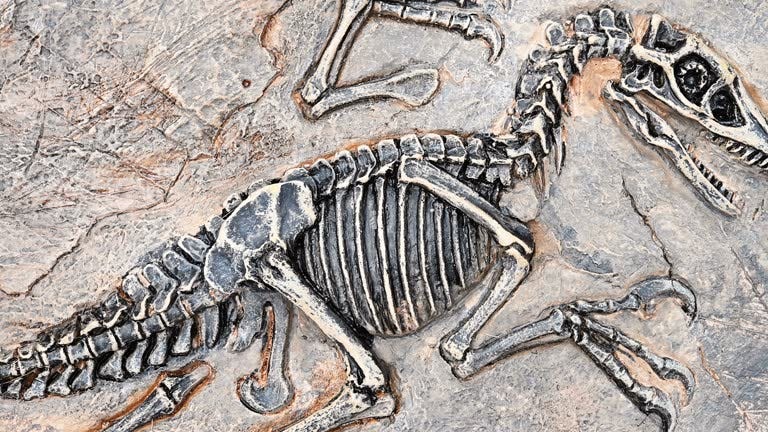 830+ Dinosaur Fossils Stock Videos and Royalty-Free Footage - iStock |  Dinosaur bones, Paleontologist, Cell