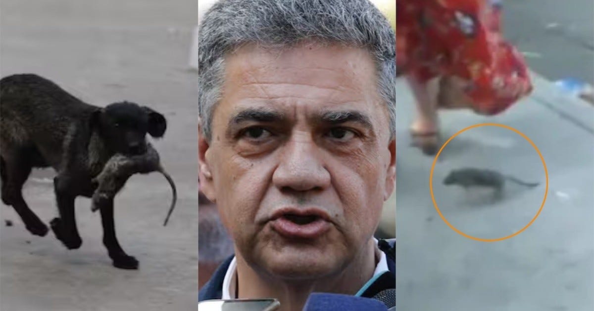 Estallaron los memes por la rata que alborotó el móvil en vivo en el que  hablaba Jorge Macri | Rosario3