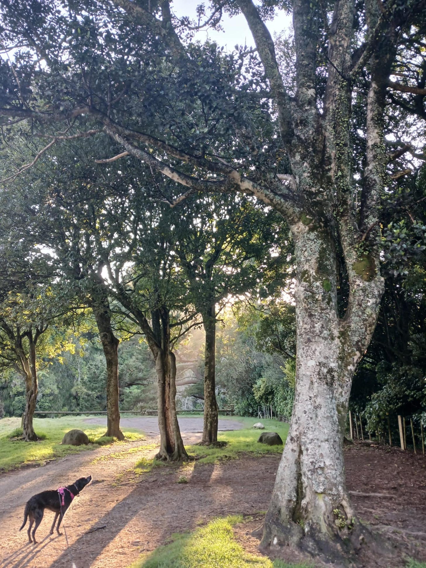 Black dog standing under trees in morning light