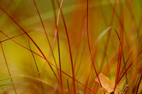 Brightly coloured berries, bark and leaves on an Aberdeenshire moss in late September