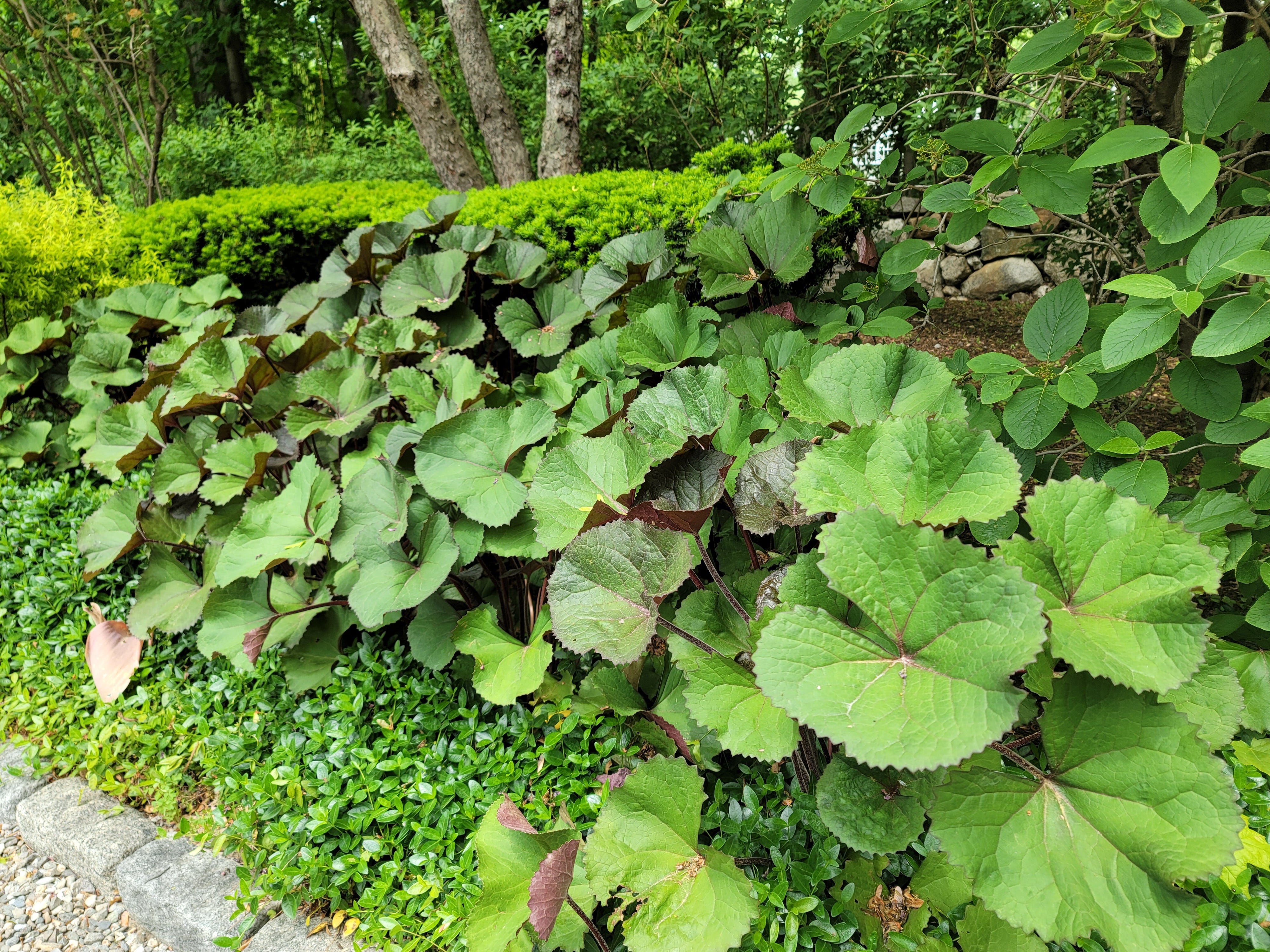 A Social Plant - by Jan Johnsen - Gardentopia
