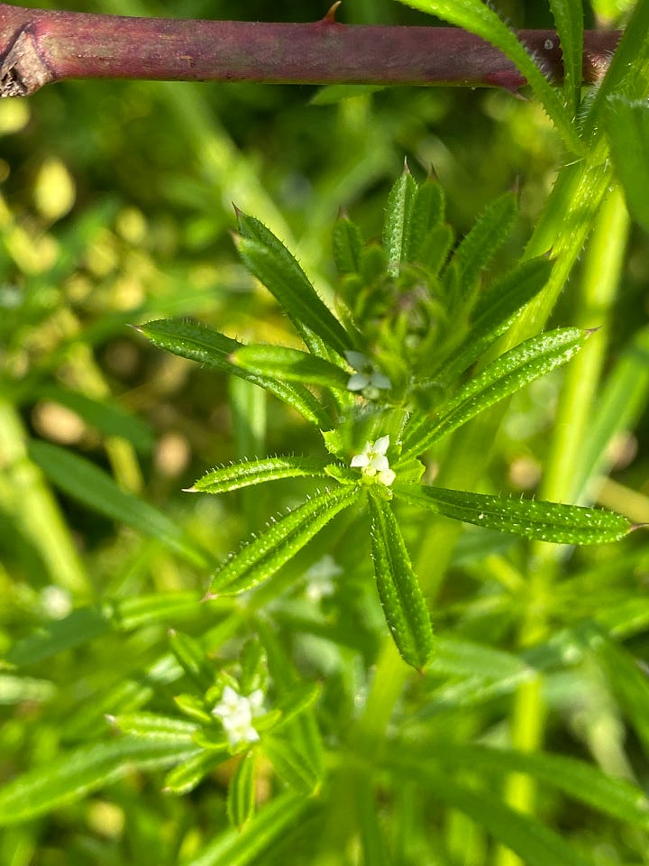 1 Galium mollugo, left and 2 Galium aparine, right