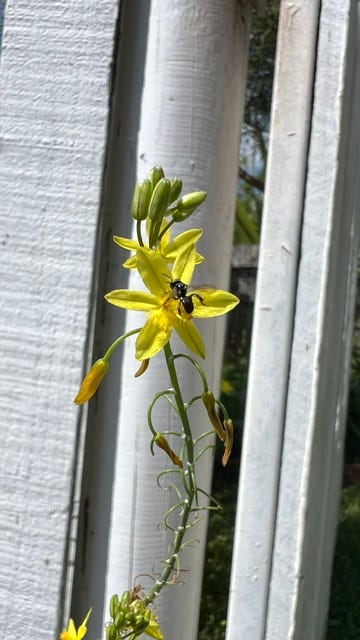gallery of plants