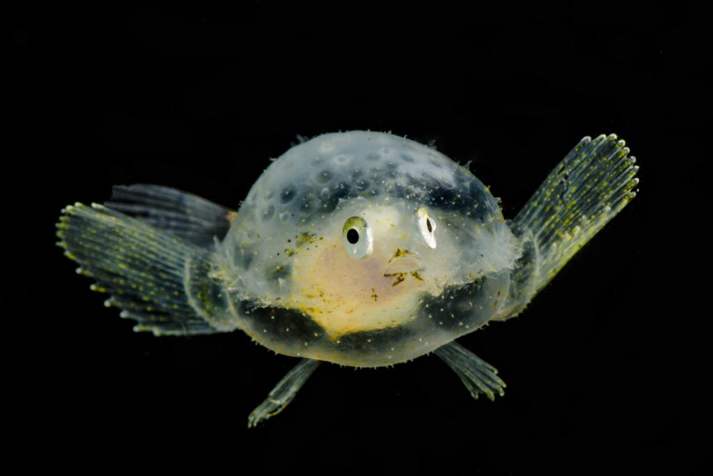 A transluscent flat fish with a greenish yellow fins, a yellow organ visible and googly eyes on either side of its head, against a black background A transluscent flat fish with a greenish yellow fins, a yellow organ visible and googly eyes on either side of its head, against a black background