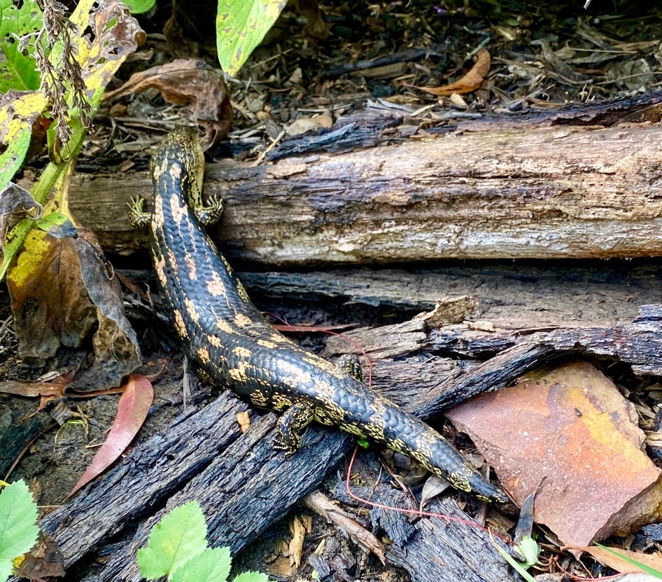 A blue-tongued lizard rescued from a being caught in fruit tree netting