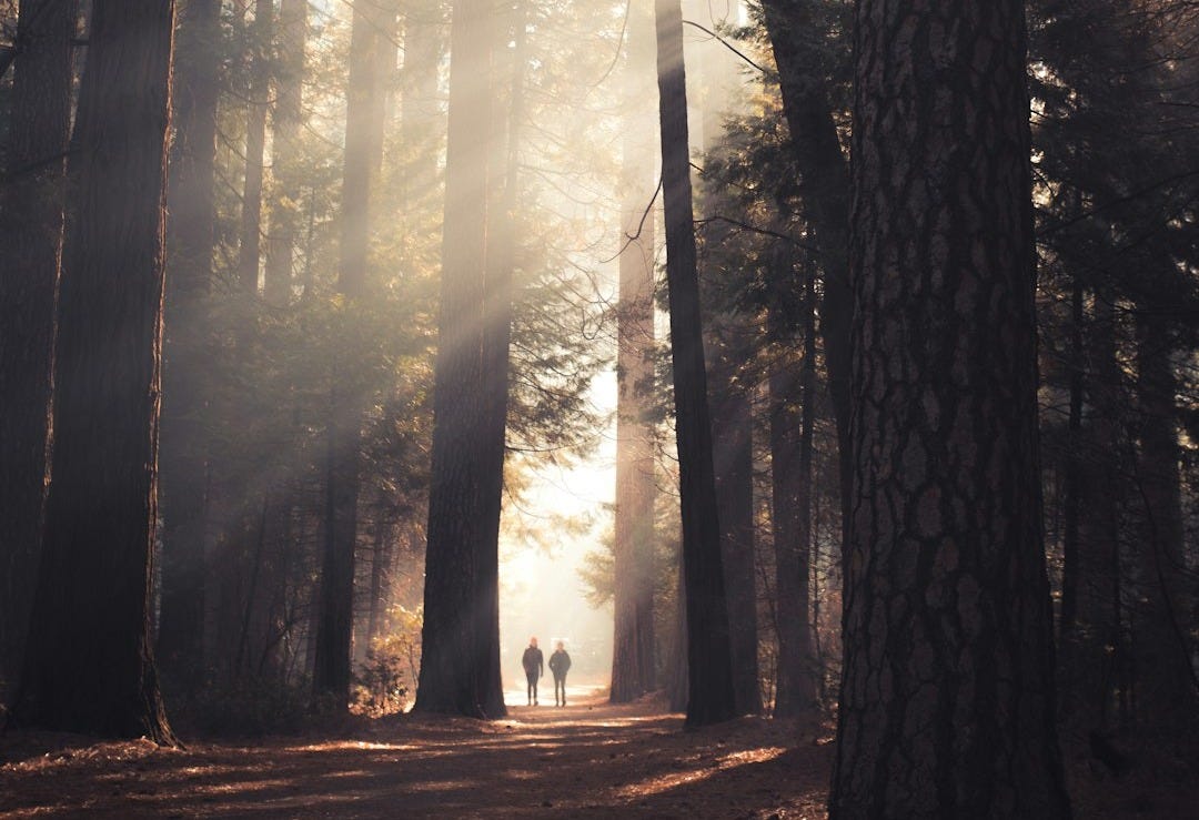 two person walking in the middle of tall trees