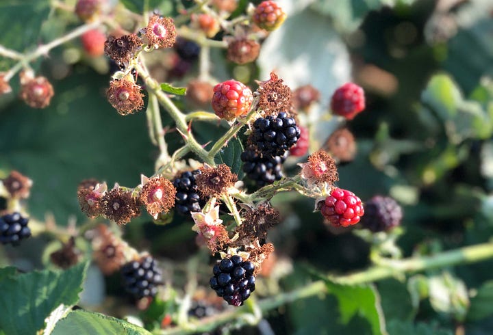 blackberries watercolor