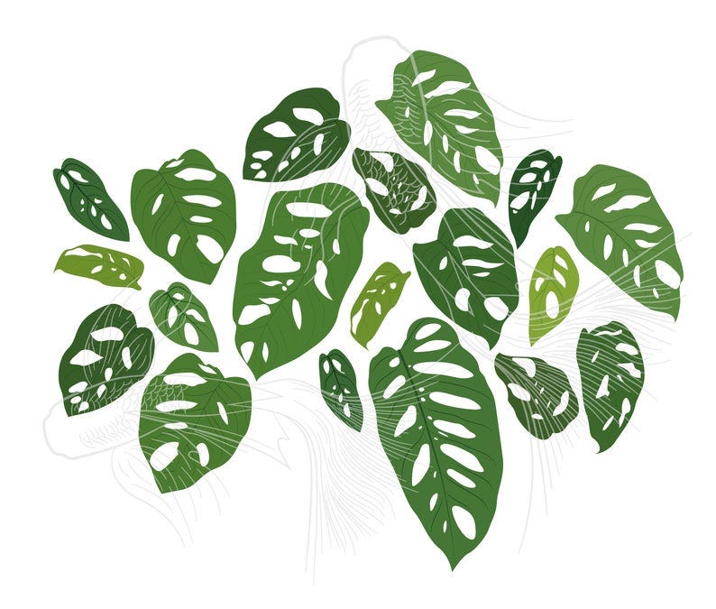Substack profile picture for @plant