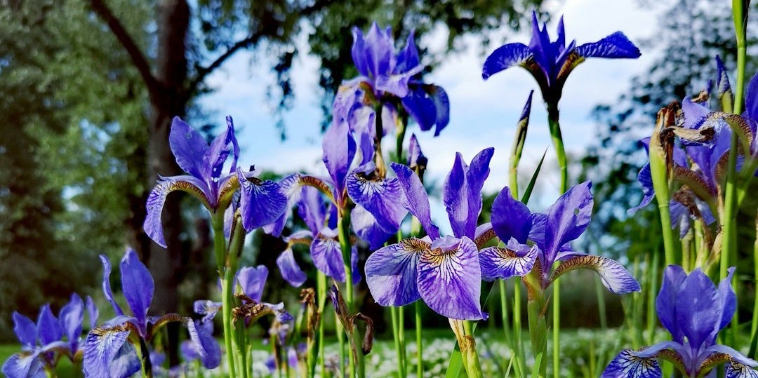 blue flowers during day blue flowers during day