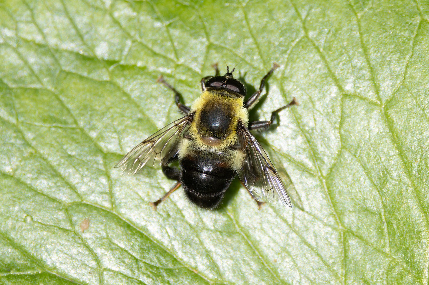 a bug that looks exactly like a bee at first glance, but if you look closely it has large forward facing eyes and two short antennae coming from the cneter of its head, demonstrating that it's actually a fly