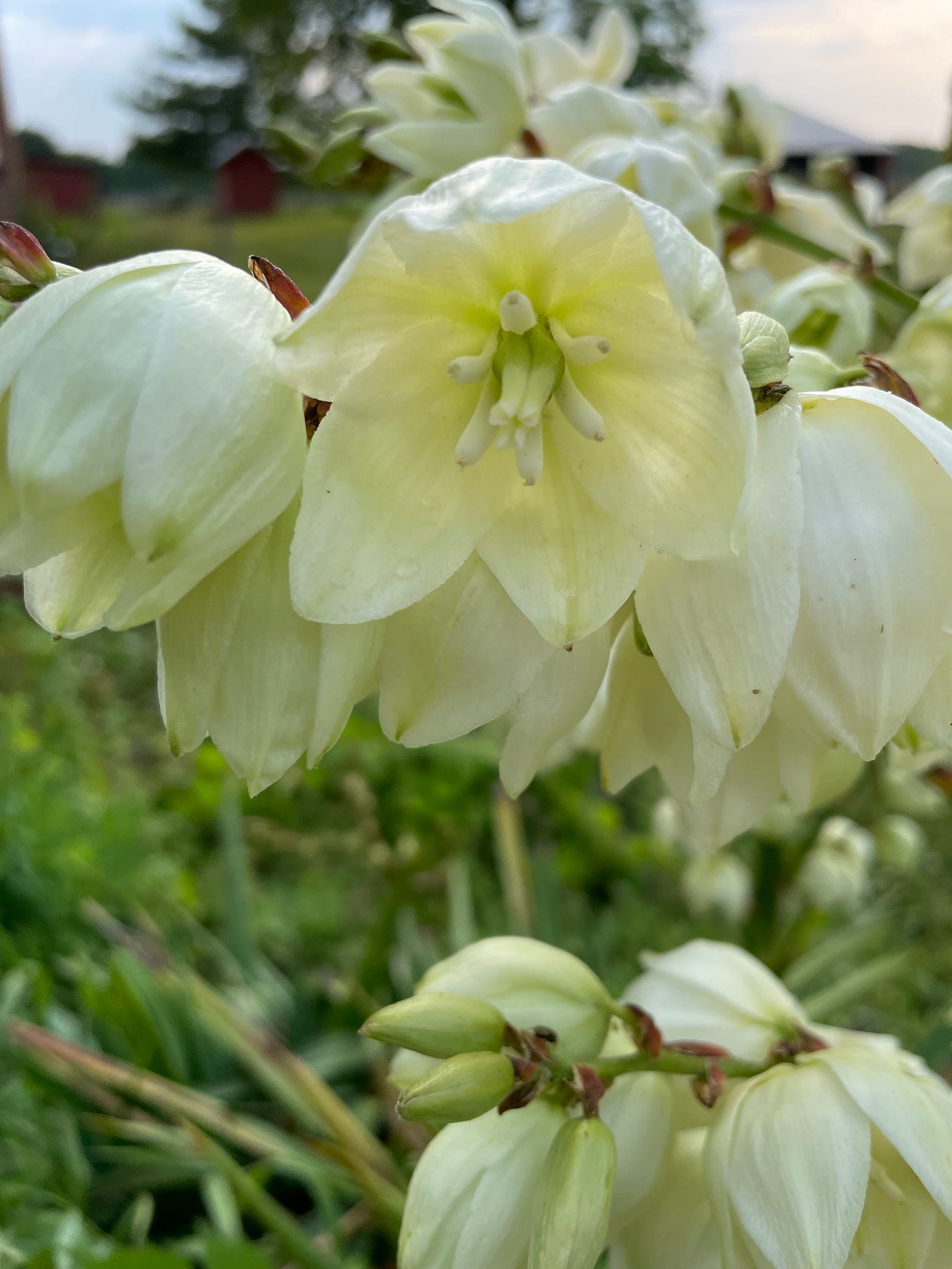 detail of yucca blooms
