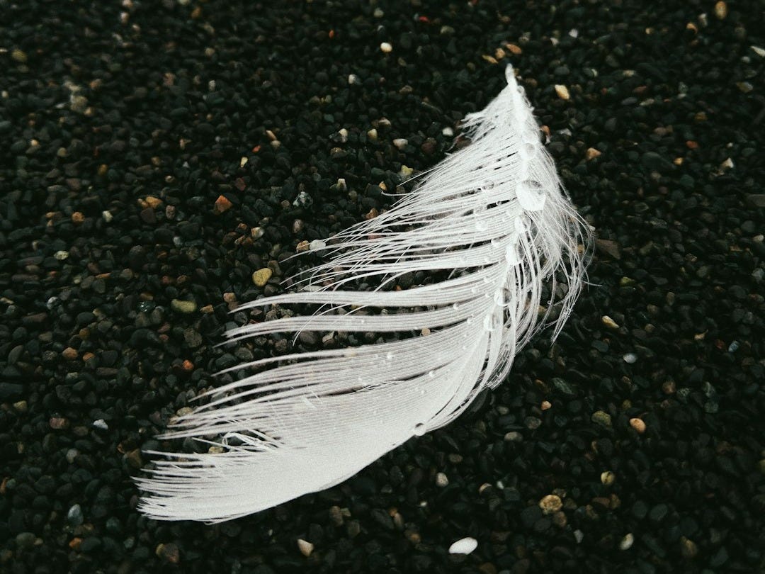 white feather on black and brown soil