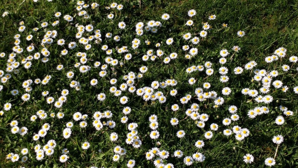 Daisies at Veddw Garden copyright Anne Wareham