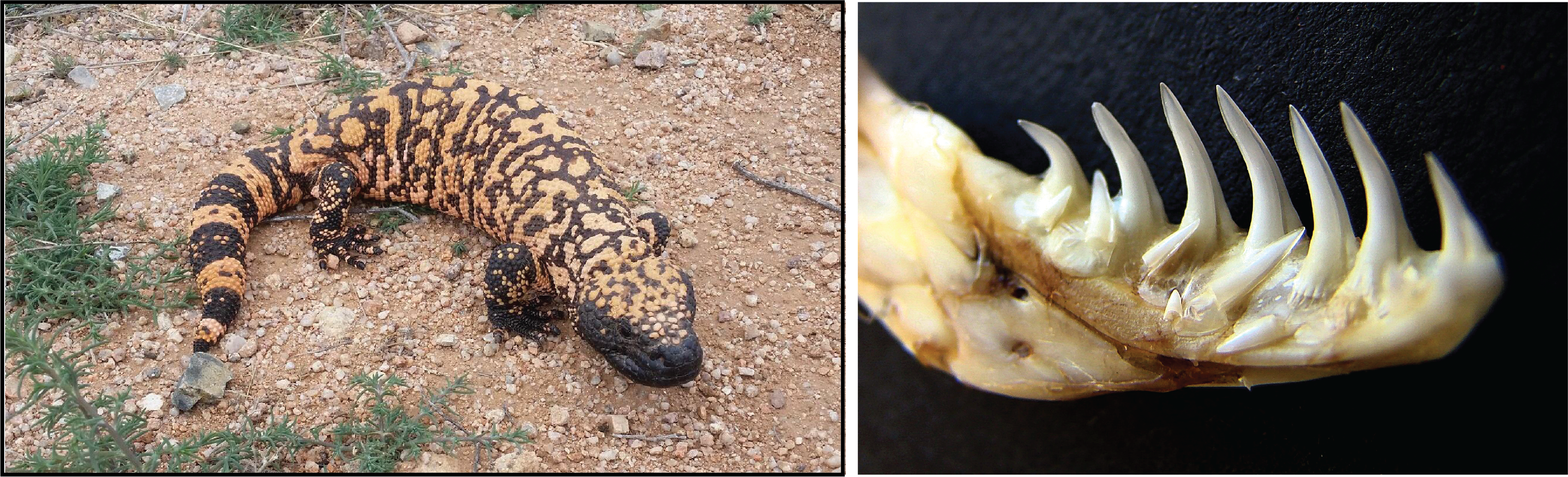 is tirzepatide lizard venom Wegovy was inspired by Gila monster  here are some other drugs with surprising origins A quick Google search says