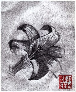 Lily by Yao Xiang Shakya