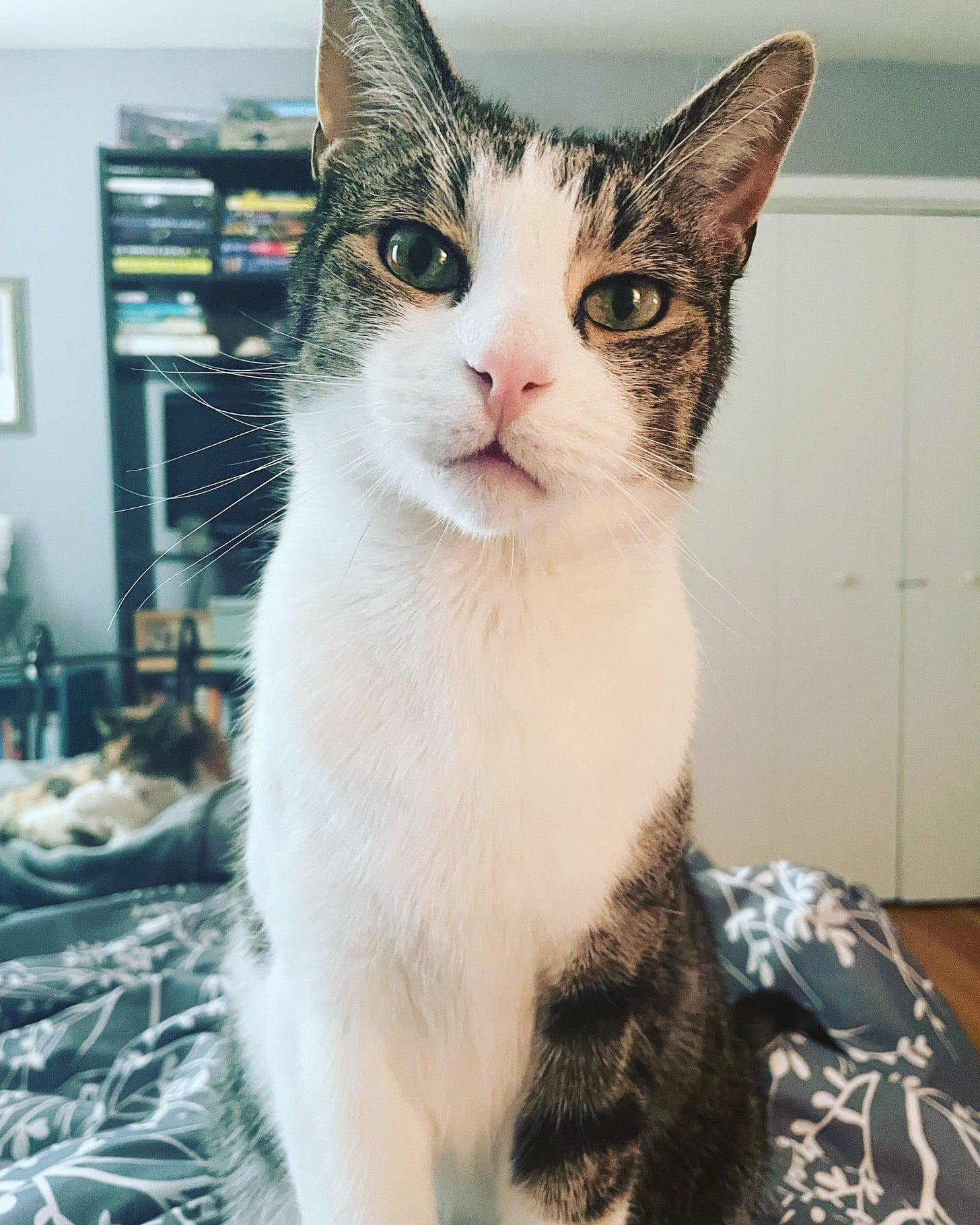 Fritz is sitting upright on a bed and looking curiously at us. Fritz’s nose is very pink and fur is striking with contrast from tan and black stripes masking their eyes, with white patch over the mouth and nose and up between the eyes.
