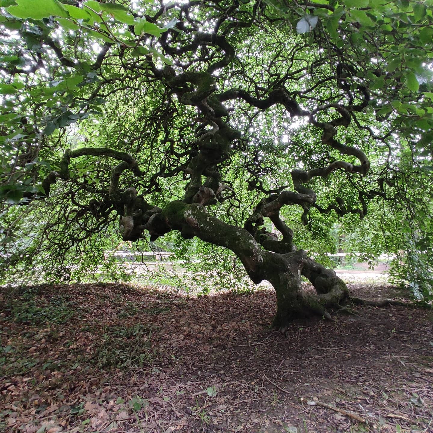 Peut être une image de nature et arbre