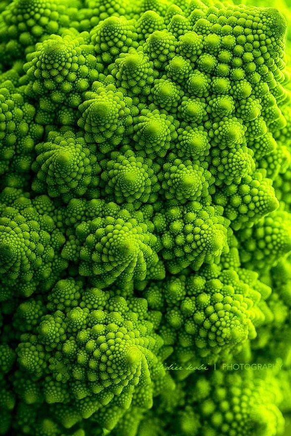 Romanesco Broccoli Romanesco Broccoli