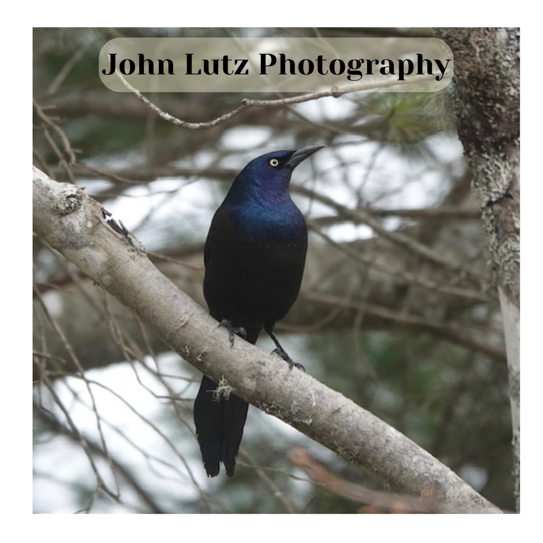 John Lutz Photography